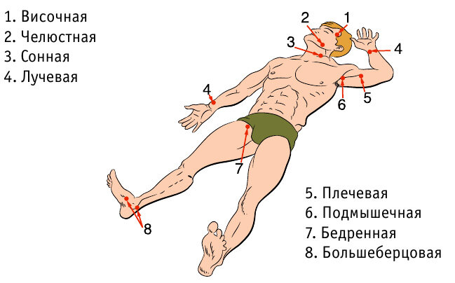 Точки прижатия артерий