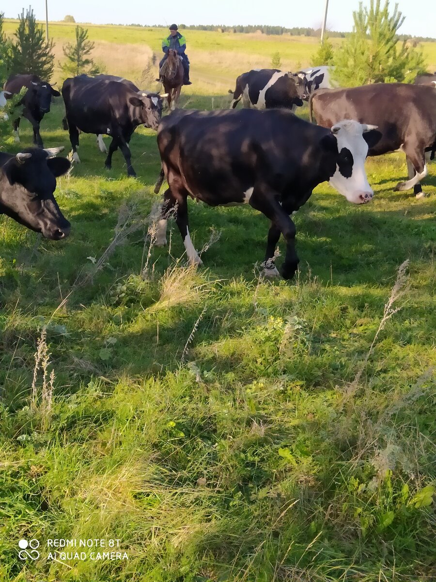Местные бурёнки