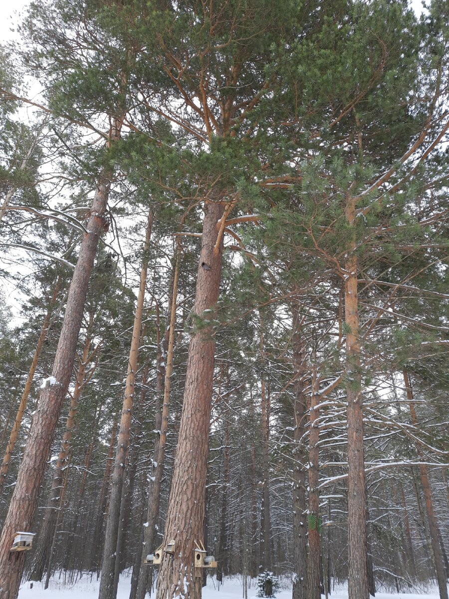 Найдите белку (серое пятно на дереве)