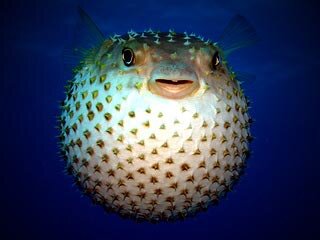 Фото из Yandex