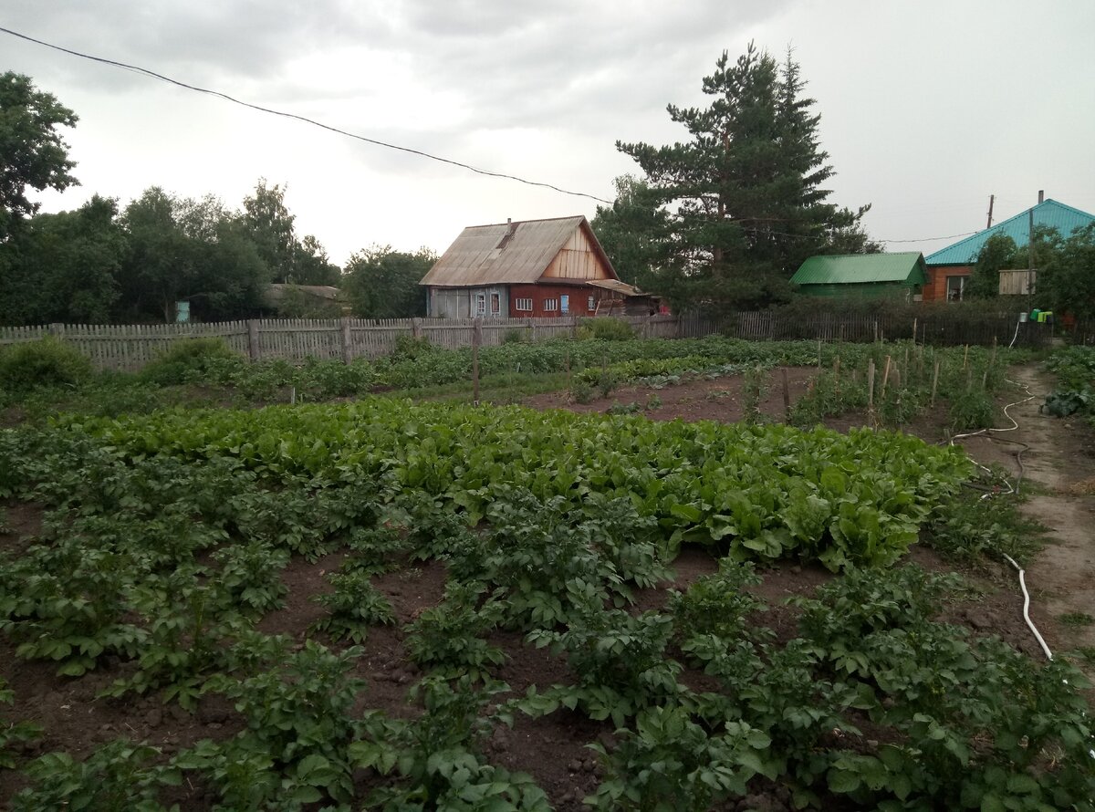 Моя деревенская жизнь... свой огород, 