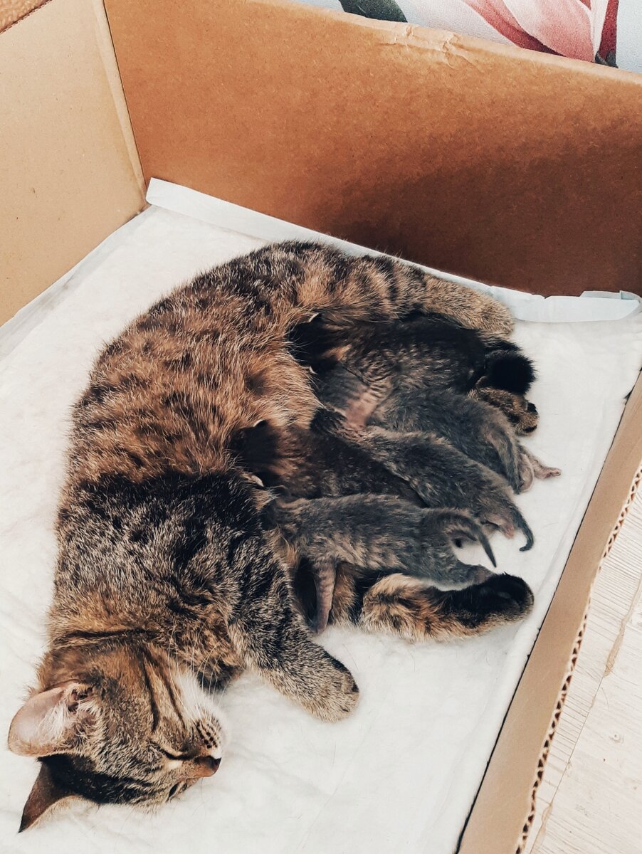 Фото из личного архива. Вот такие котята появились на свет