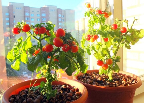Как вырастить вкусные и полезные томаты у себя на подоконнике