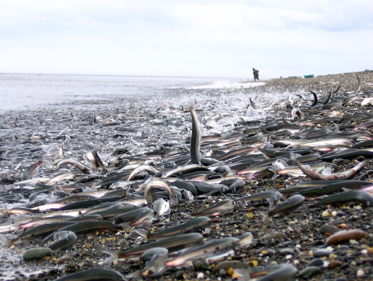 Мойва идет на нерест. Фото из открытых источников