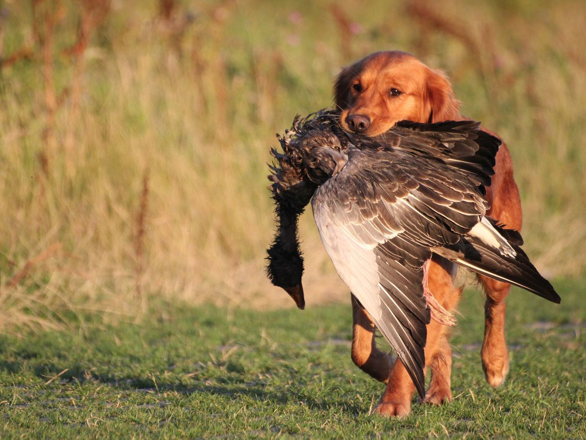 Собака с уткой в зубах