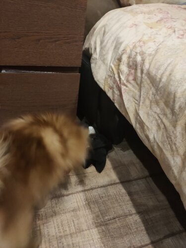 Собака взяла след. Фото автора. Листайте вправо.