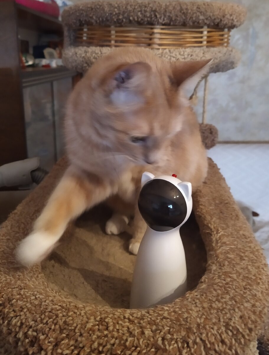 Тиша и его автоматическая лазерная указка