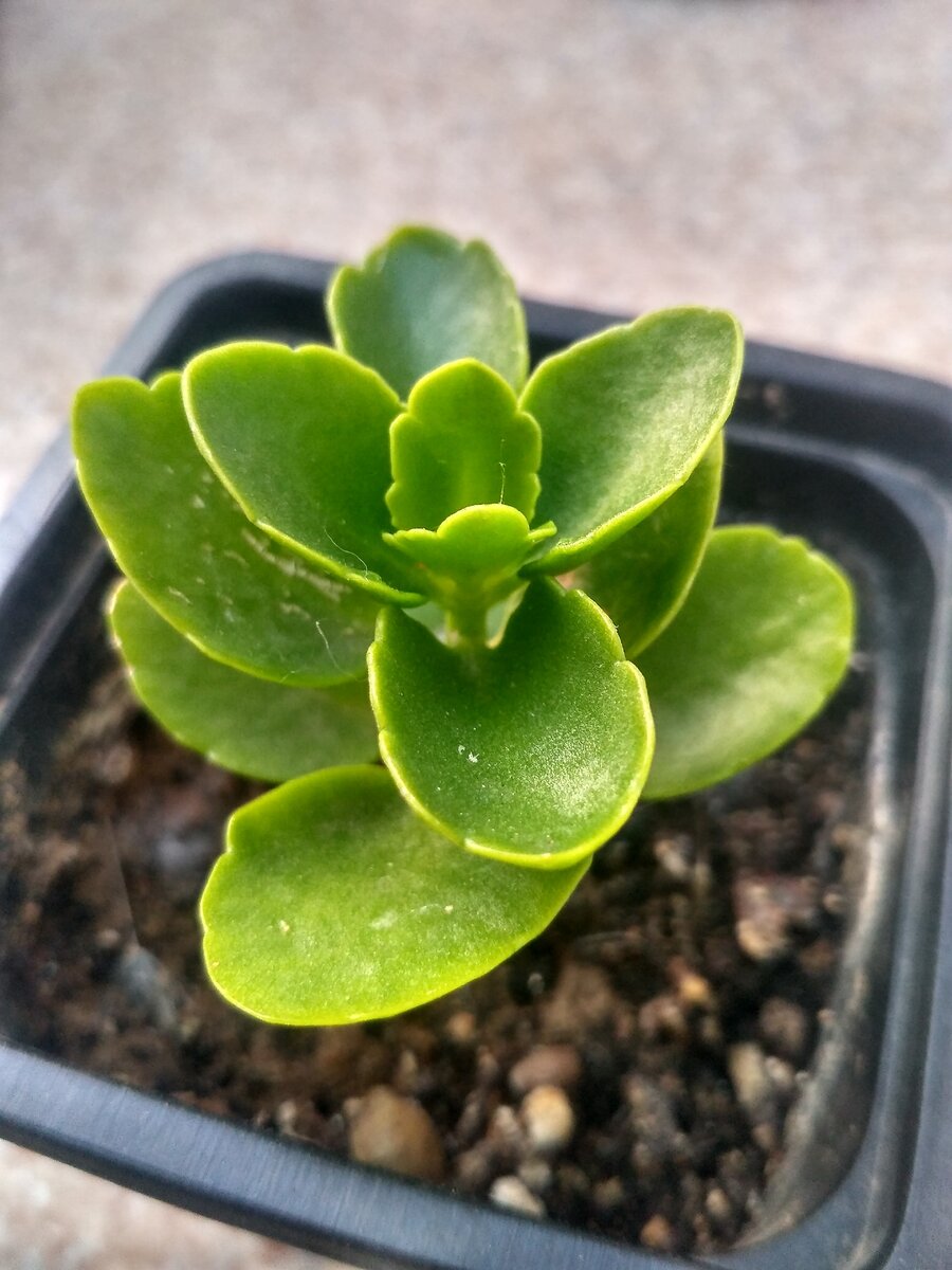 А как хорошо всегда начинает расти - ровно и красиво! И потом - упс...