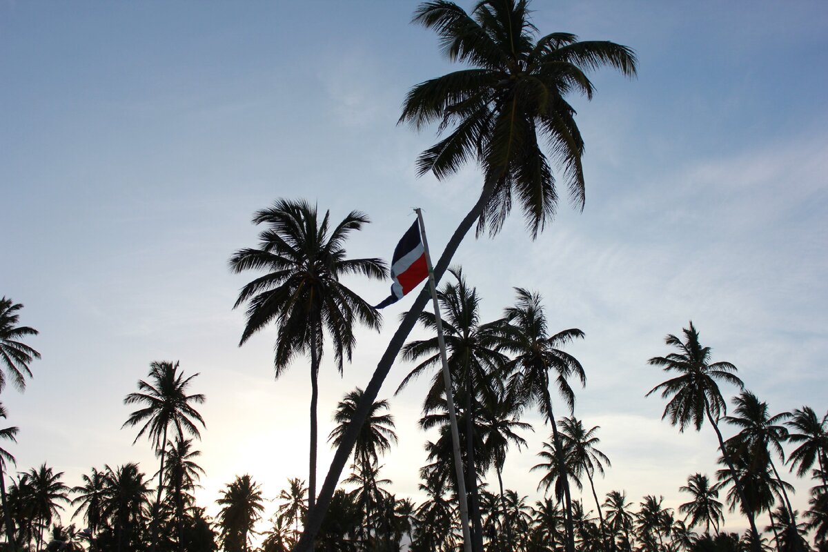 Пальмы на пляже, Баваро