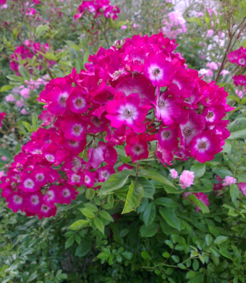 Название ее мною позабыто, увы...Фото автора.