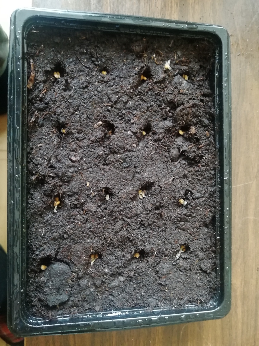 Семена распределяю по 3-5 шт в лунку.