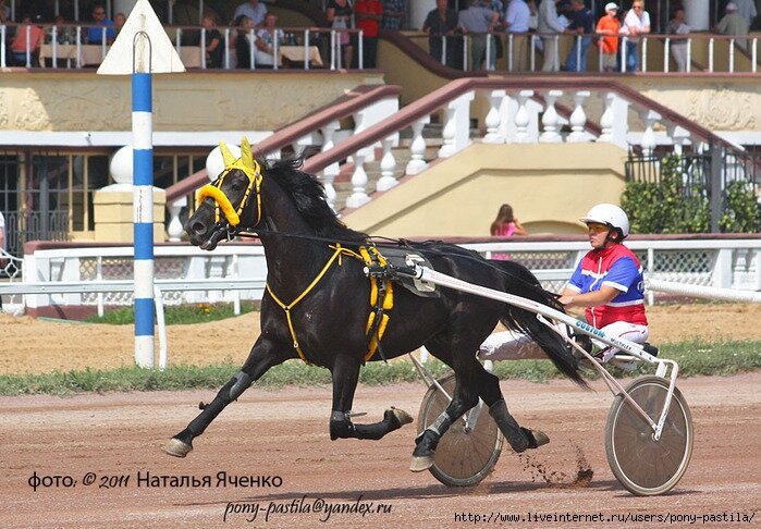 Фото Н.Яченко. На фото - Всероссийский рекордист, победитель приза Ковбоя жеребец НЕАПОЛЬ 2.04,3 (Люблин - Незабудка) ООО "Кушумский конный завод" под управлением мастера-наездника Ольги Исаевой. 2011 год.