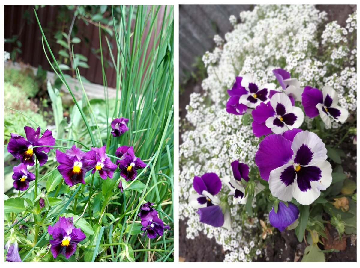 Анютины глазки, гибриды (фото автора канала)