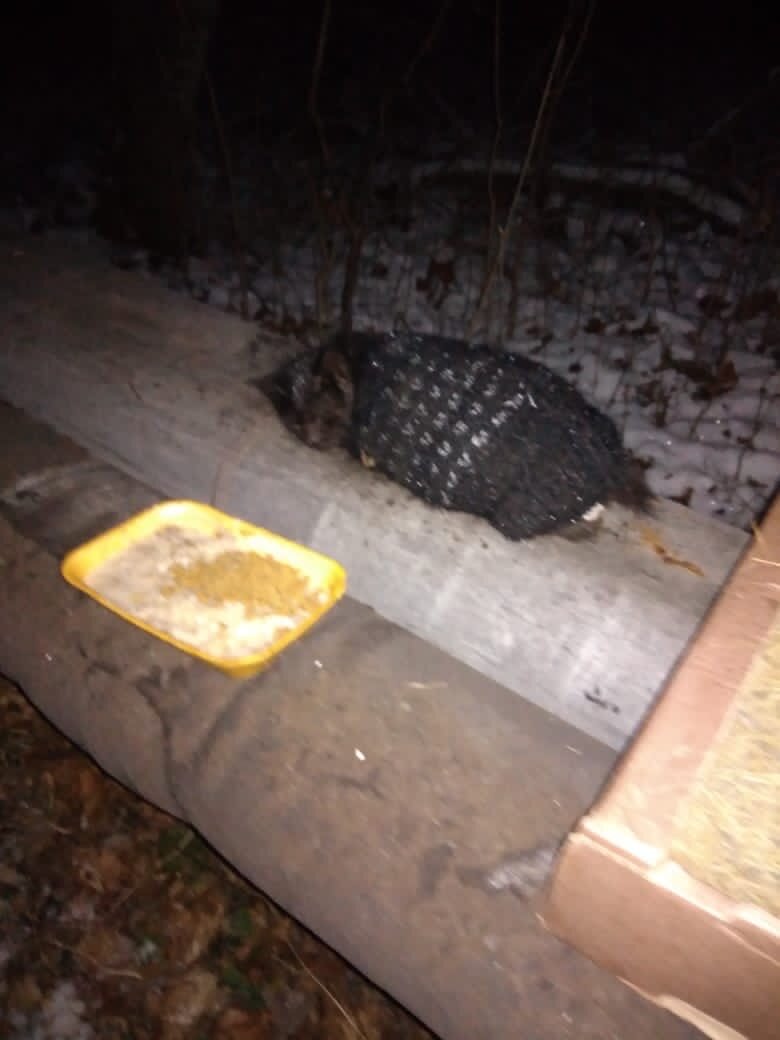 Котик в свитере на трубах