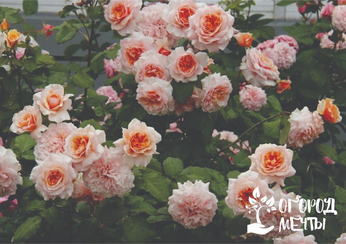 Роза Марракеш: особенности и характеристика сорта, правила посадки, выращивания и ухода, отзывы - все о розах на сайте Идеальный сад