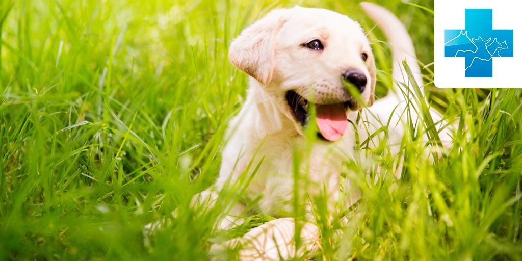 Почему собака ест траву | Гомеовет - ветаптека и зоомагазин | Дзен