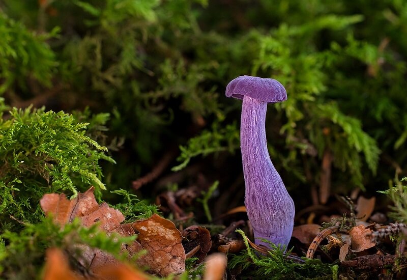 Иногда грибы имеют самые неожиданные цвета