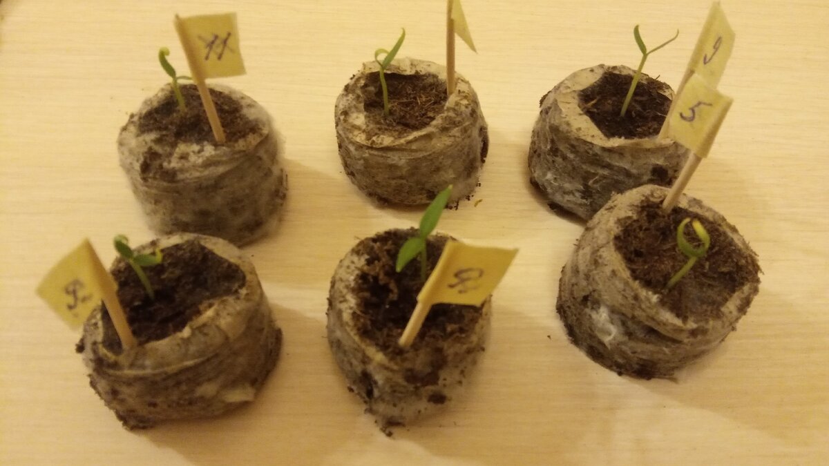 Здесь тоже видна плесень