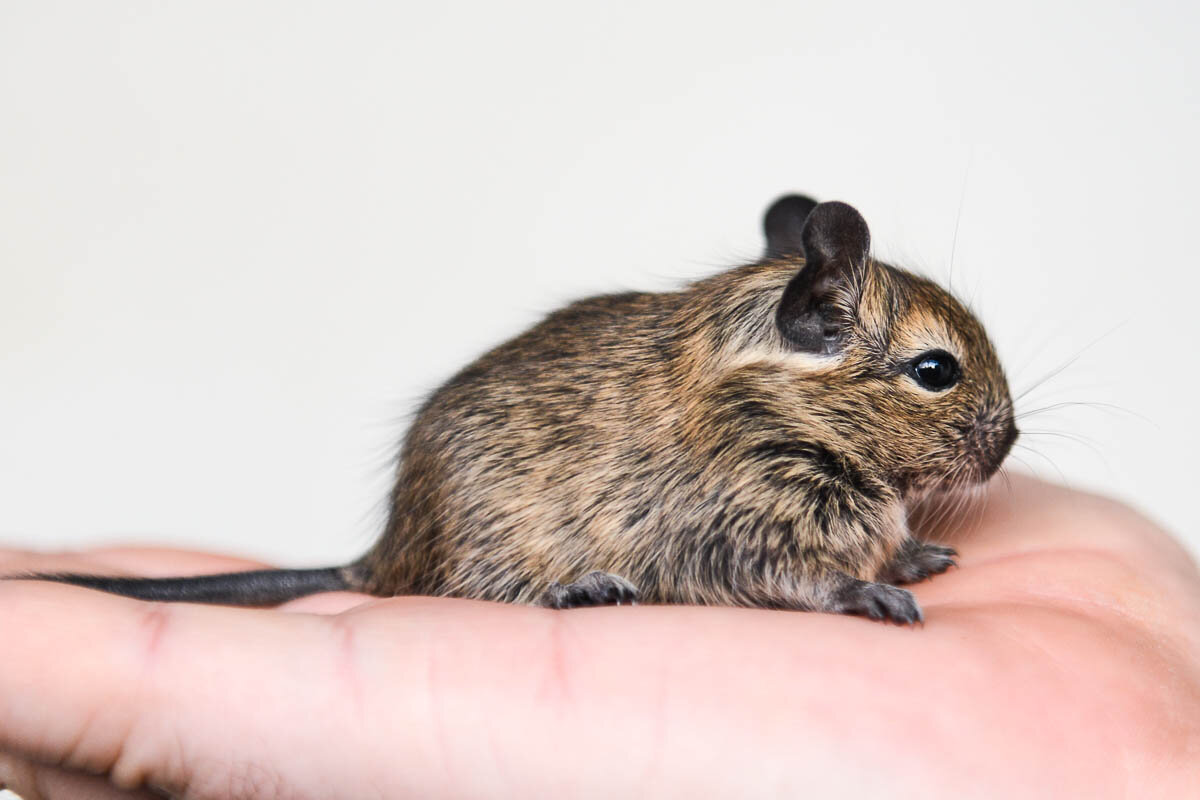 Дегу нельзя заводить одного. Фото автора