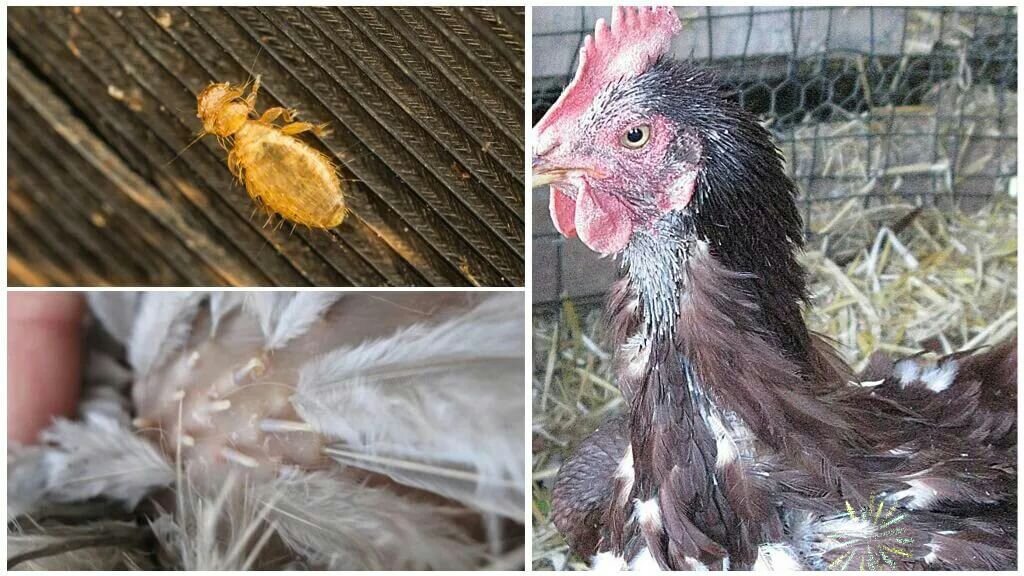 Фото с интернета