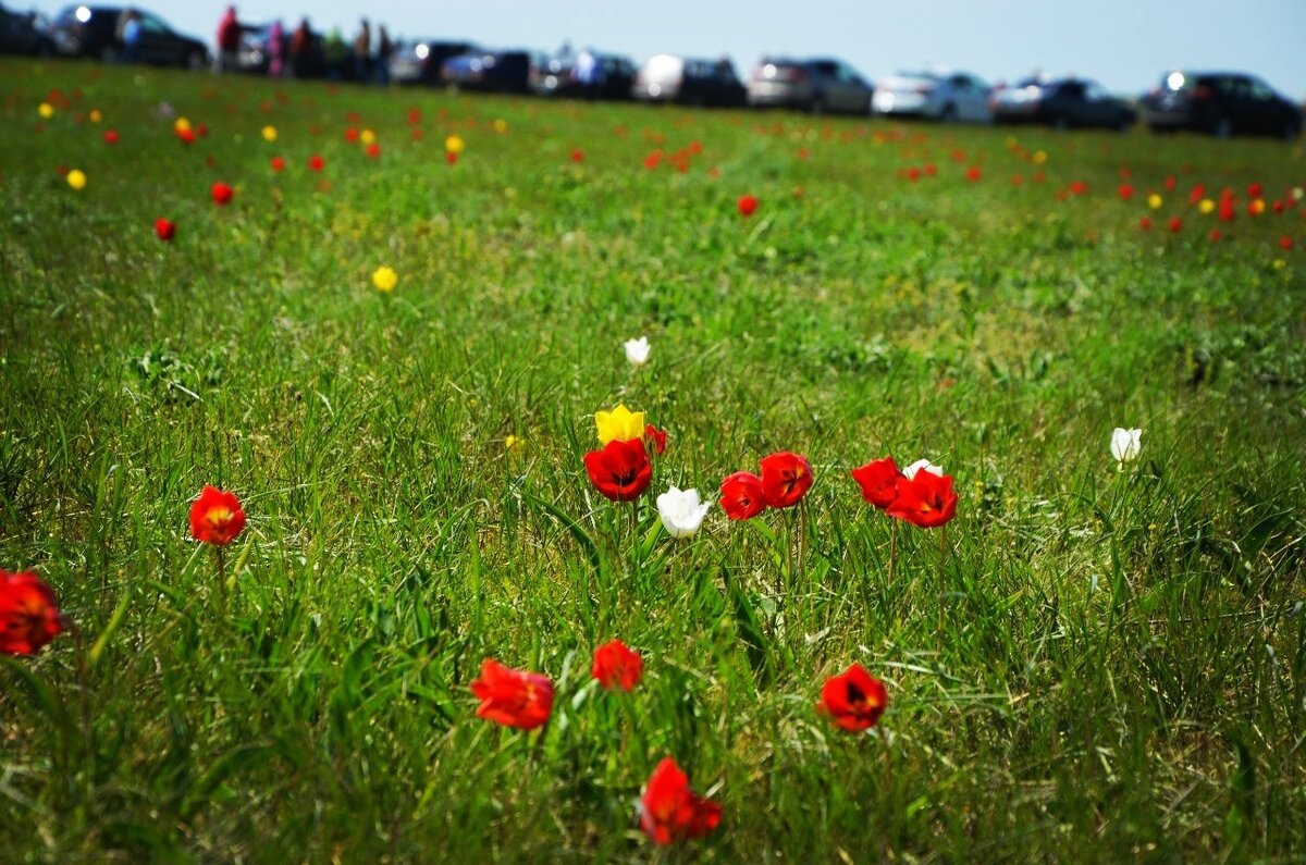 Калмыкия цветение тюльпанов 2021. Фестиваль тюльпанов в калмыкии 2022. Тюльпановые поля в калмыкии. Цветение тюльпанов в калмыкии 2023. Фестиваль тюльпанов в калмыкии 2022.