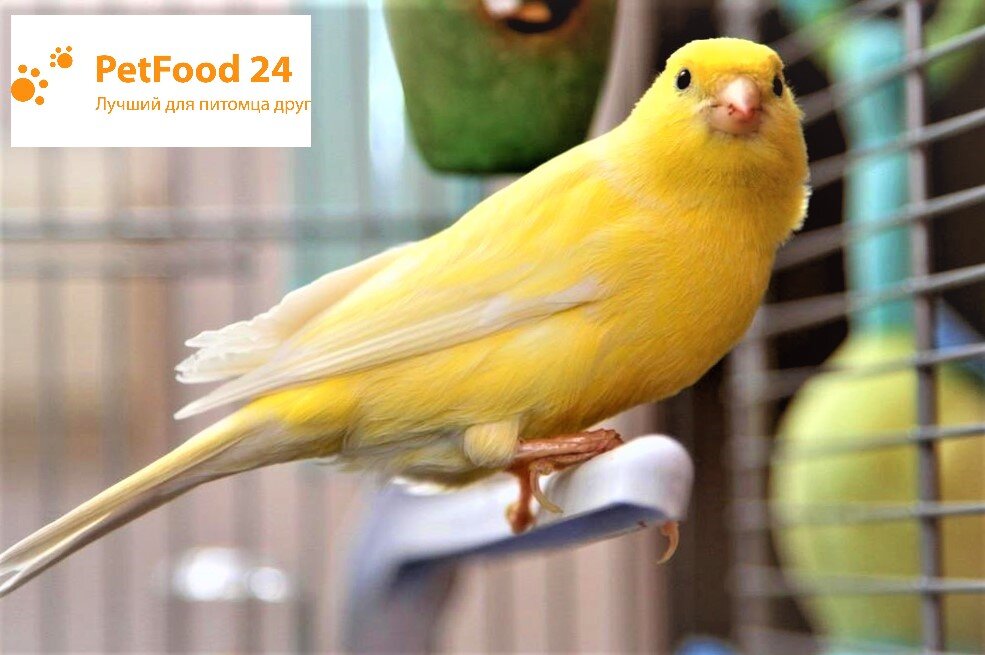 Корм для канареек