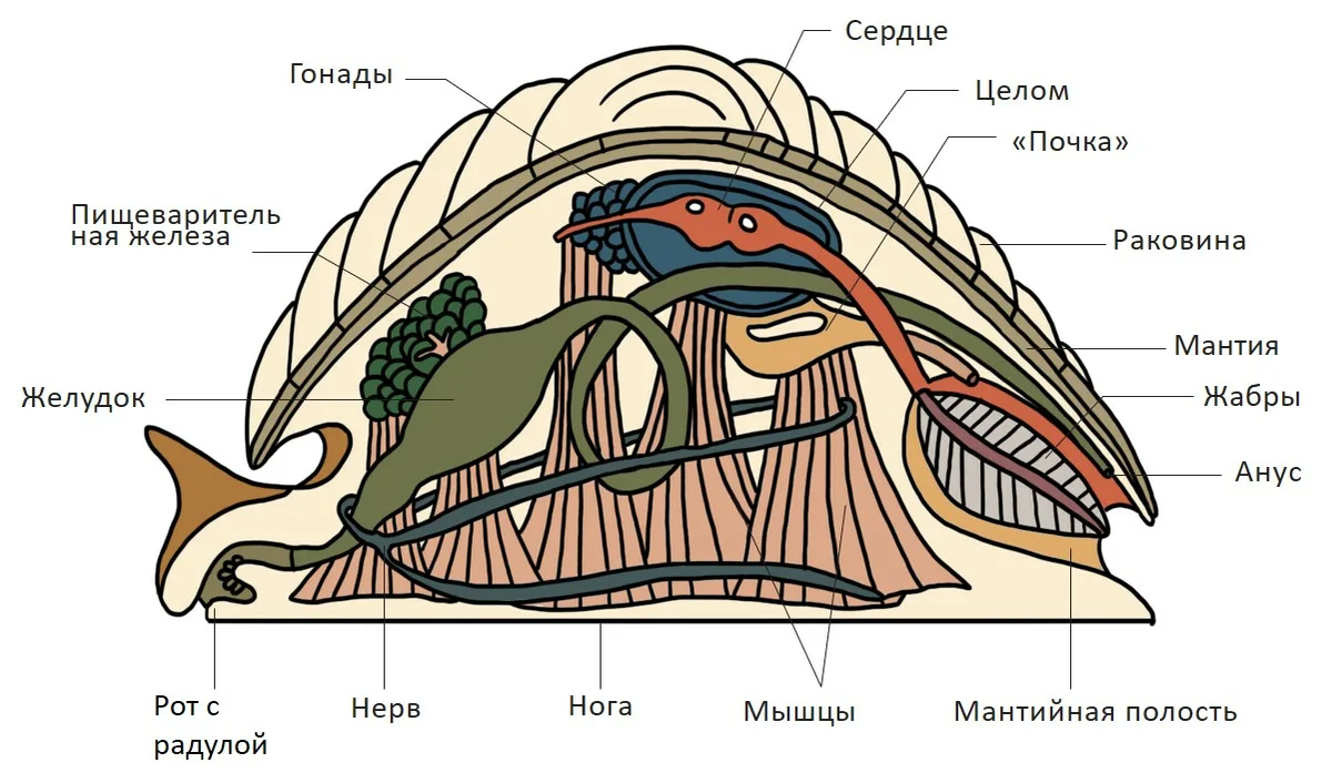 У моллюсков полость тела какая. Строение моллюска. Ответь мне да или нет у моллюсков есть корни.