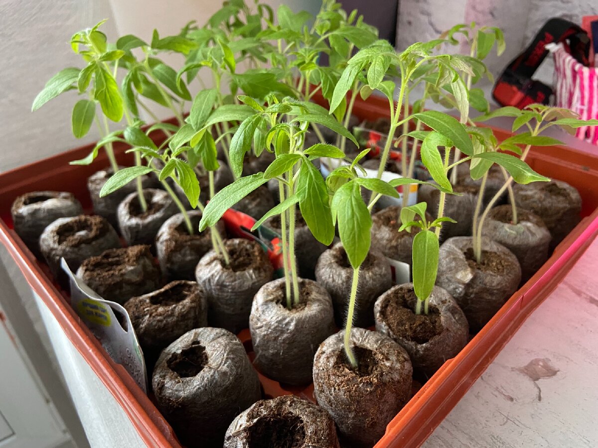 Как вырастить помидоры на крыше гаража. Чем подкормить рассаду помидор чтобы была толстая