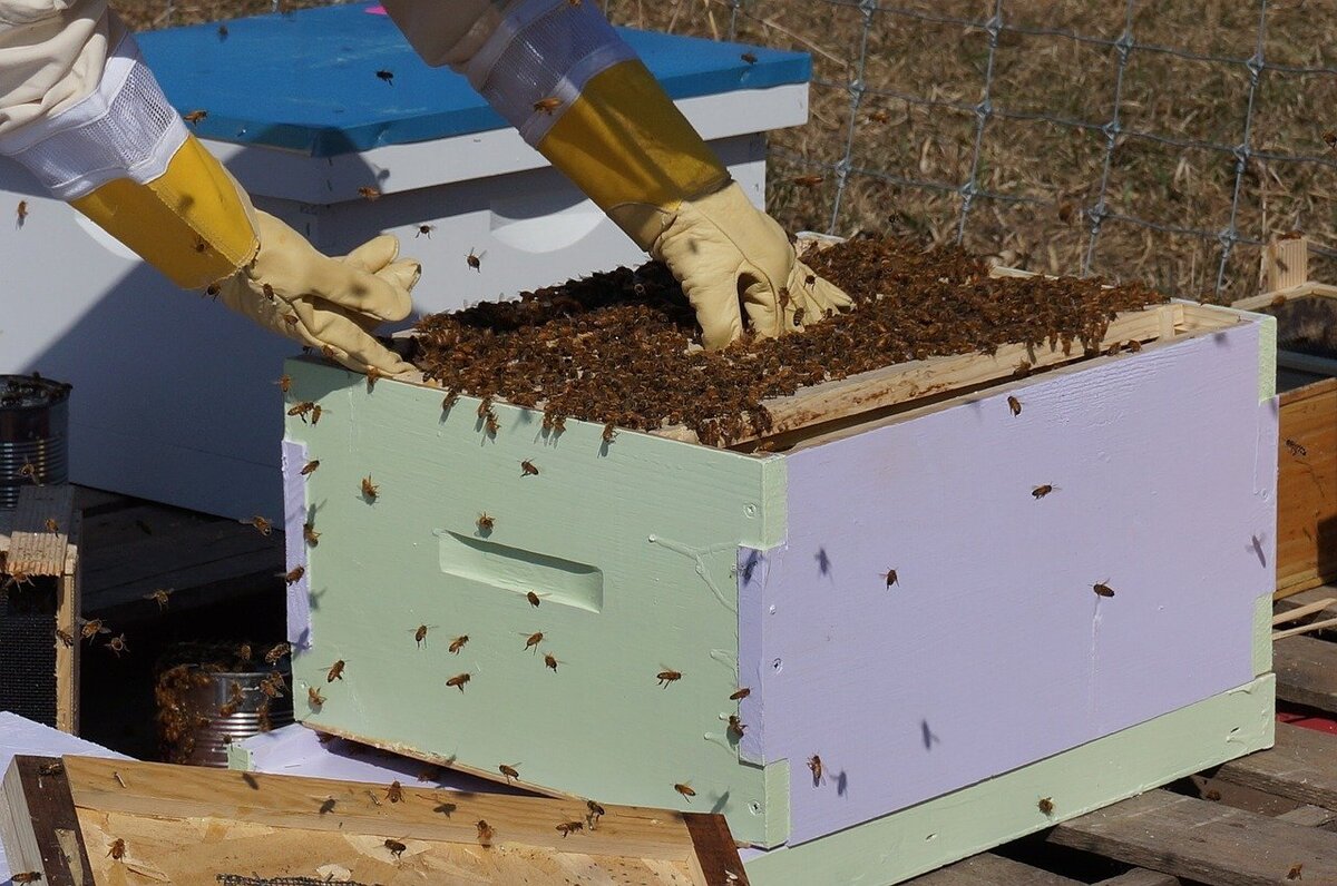 Ульи для пчел: своими руками, чертежи, видео | Пчеловодство | slep-kostroma.ru