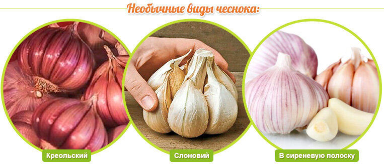 Какой сорт чеснока самый лучший. Чеснок картинка с названием. Оттенок зубчика чеснока. Вид чеснока по технологической подготовке.