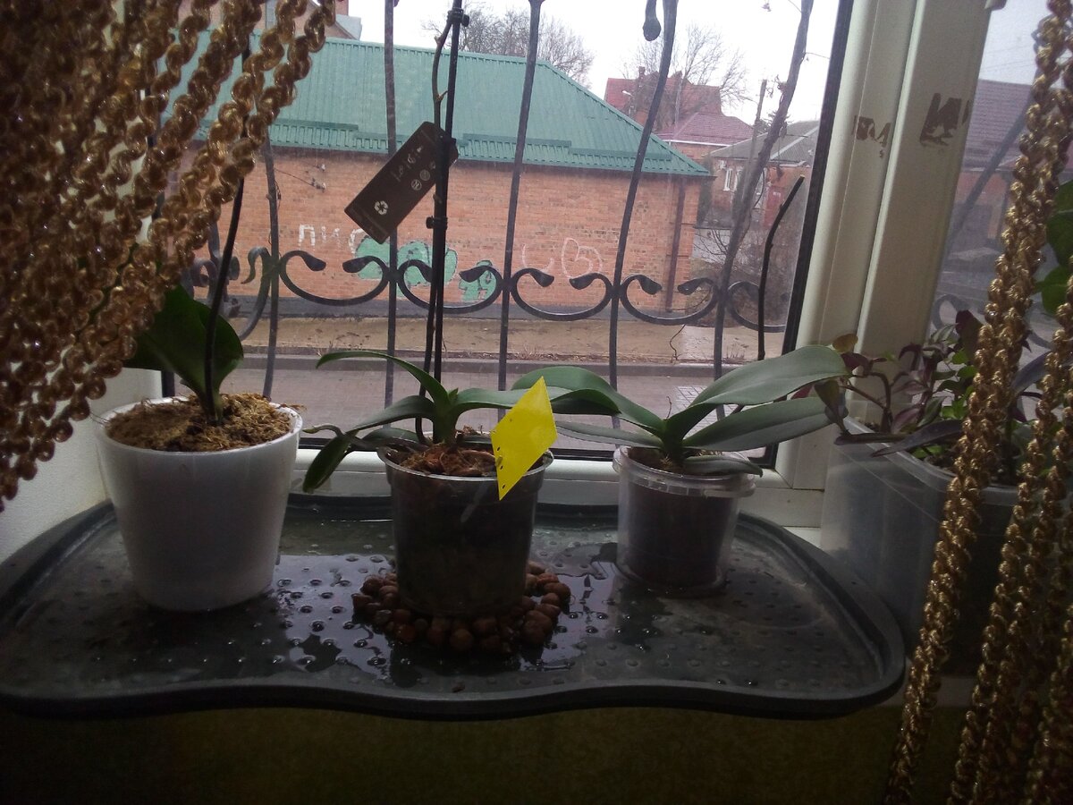 2 способ полива. Дом-фото.