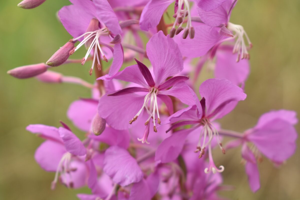 Красивые цветы Иван-чая!