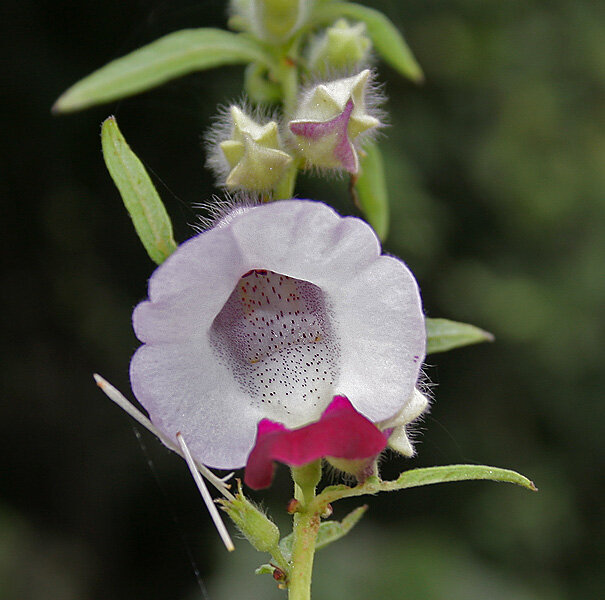 Автор: J.M.Garg - собственная работа, CC BY-SA 4.0, https://commons.wikimedia.org/w/index.php?curid=5528063