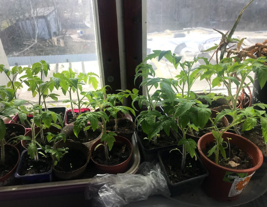 моя рассада