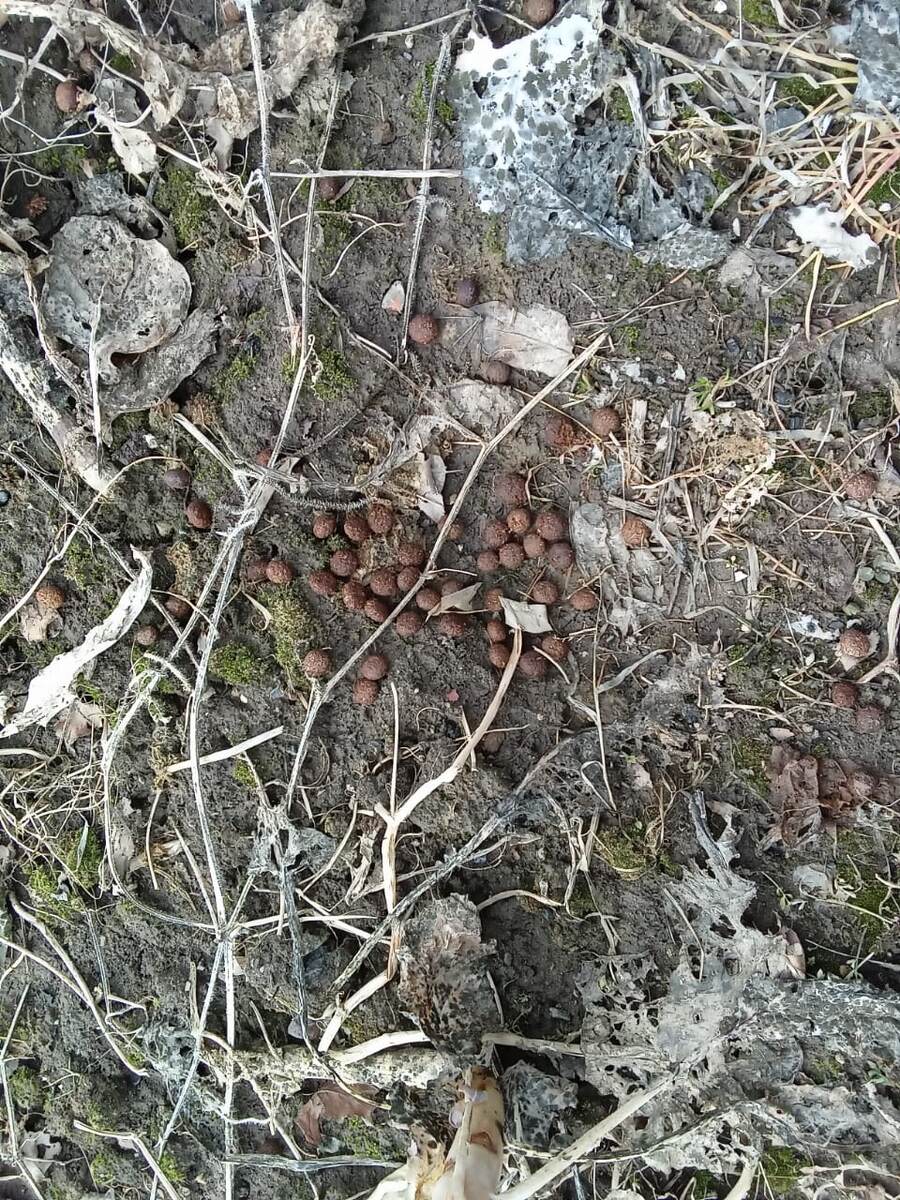 Фазаны тоже помогают в производстве компоста