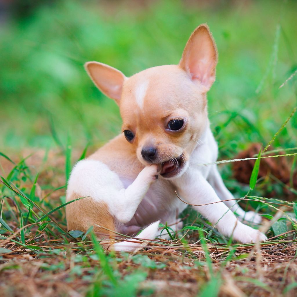 Милый щенок чихуахуа. Источник фото: mydognames.ru