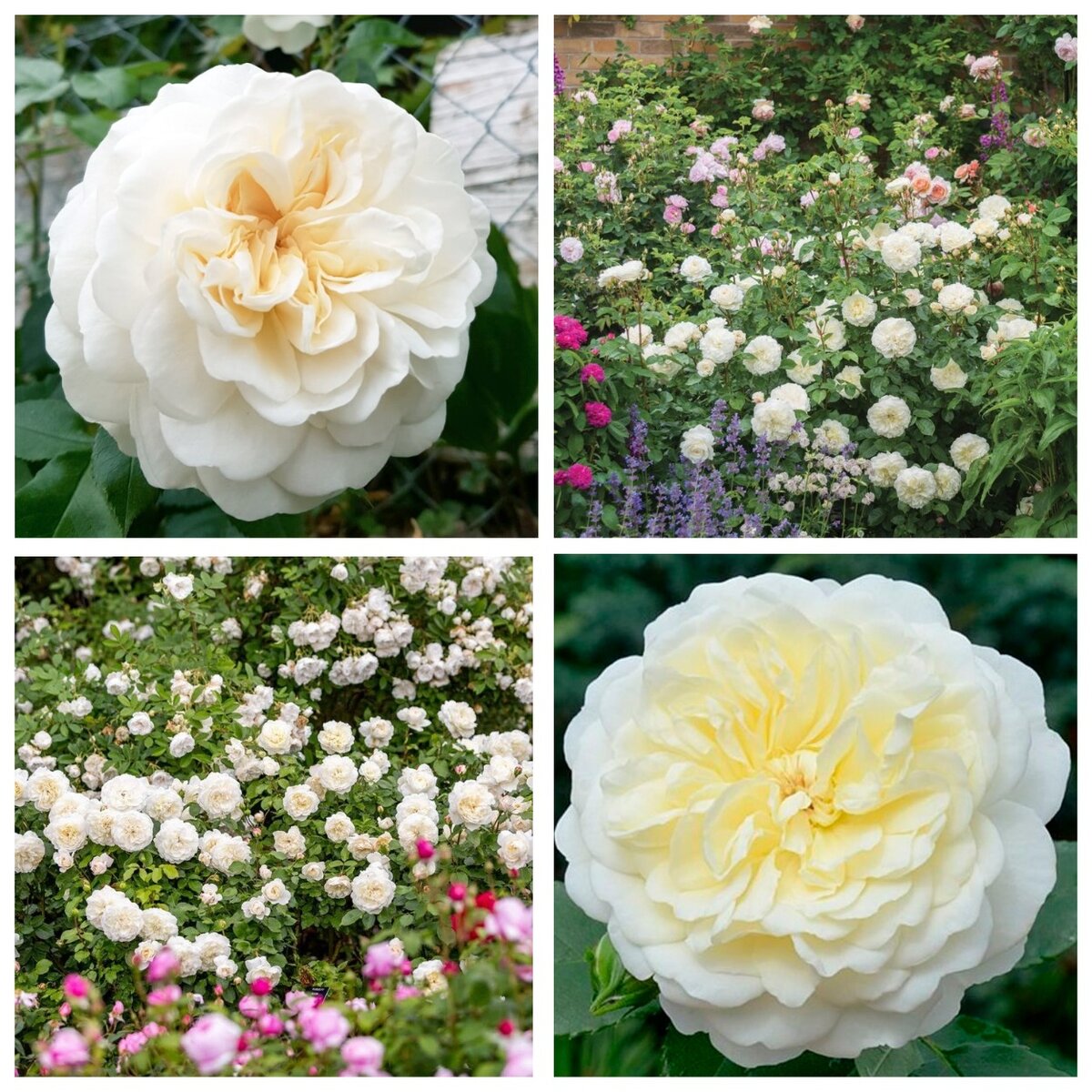 Tranquillity. Селекция 2012 года.