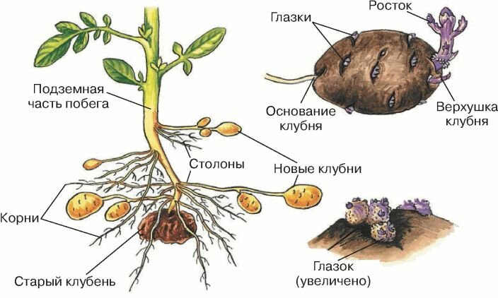 фото с сайта: https://infourok.ru Строение куста картофеля