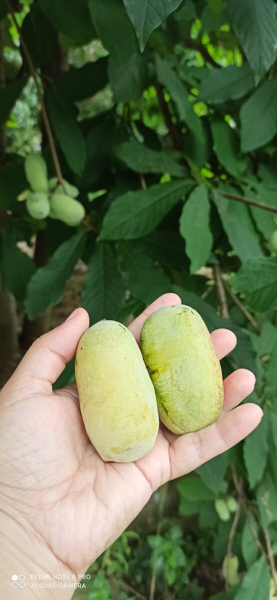 Раннеспелая азимина с мультифруктовым вкусом. Фото принадлежит автору.