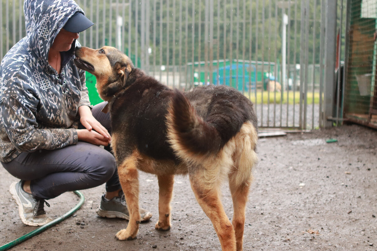Клоди тактичная и деликатная собака