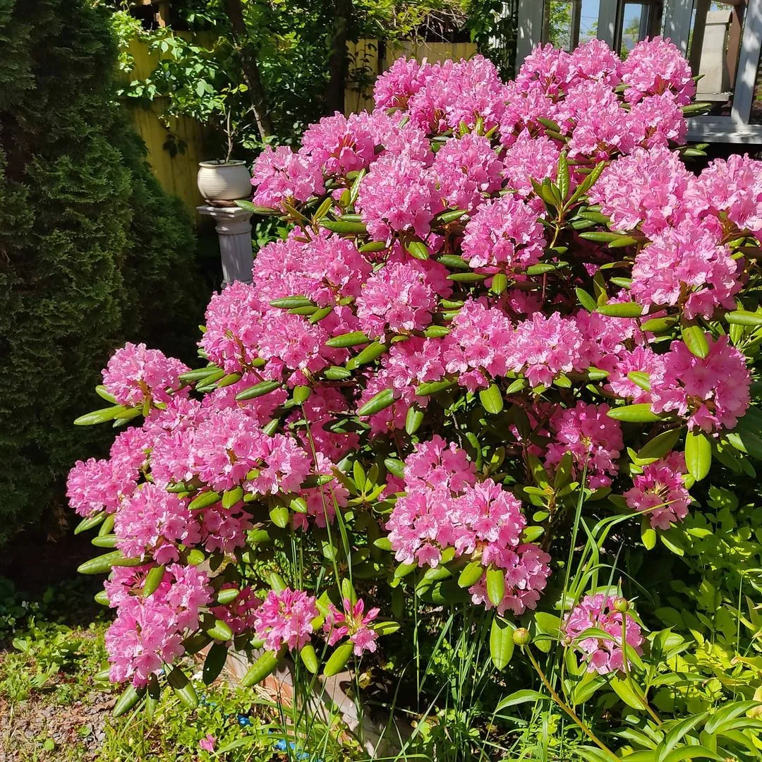 Рододендрон на даче фото