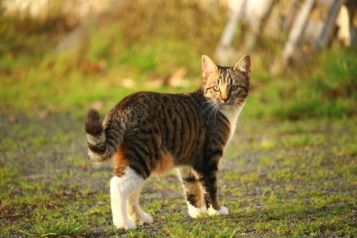 🐱Правда ли, что у бездомных кошек лучше здоровье, чем у породистых  домашних | Нос, хвост, лапы | Дзен