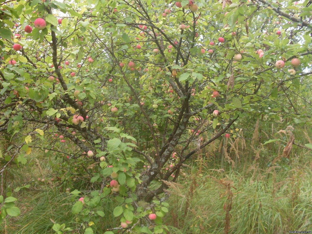 Заброшенный яблок сад. Заброшенные сады яблок. Заброшенные сады яблок. Плантация яблонь. Заброшенный яблоневый сад.