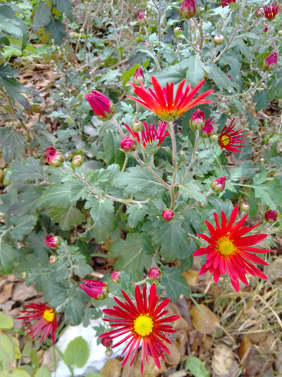 Мои хризантемы-запоздашки. Только начали активное цветение... Как алые кляксы на зелёном полотне листвы. 