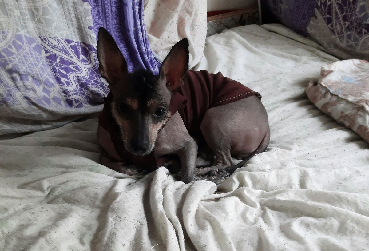 Лола