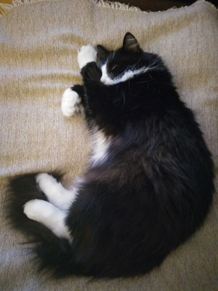 Мой котя