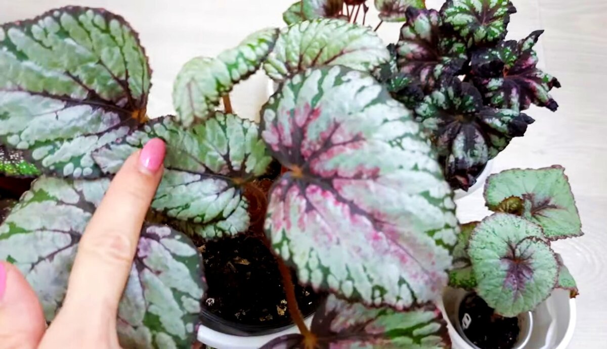 Бегония Сальса, Фейерверк, Каприкорн