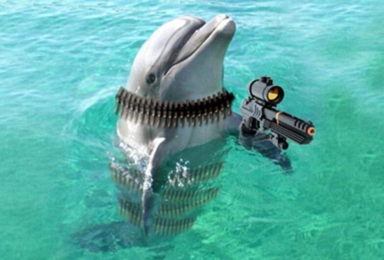 Дельфины террористы. Боевые дельфины в Севастополе. Российские боевые дельфины. Боевой Дельфин. Дельфины разведчики.