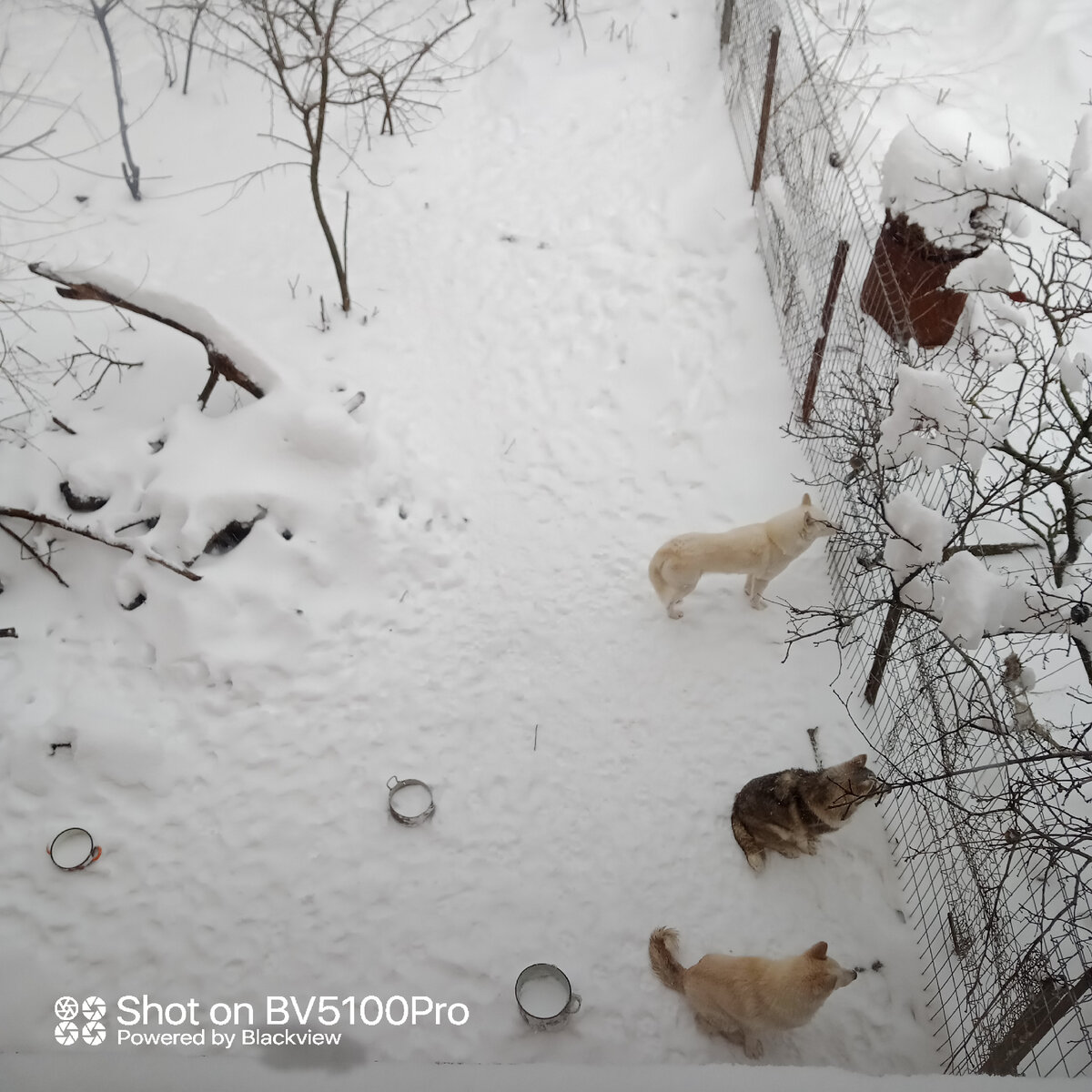 Наши лайки. Фото автора