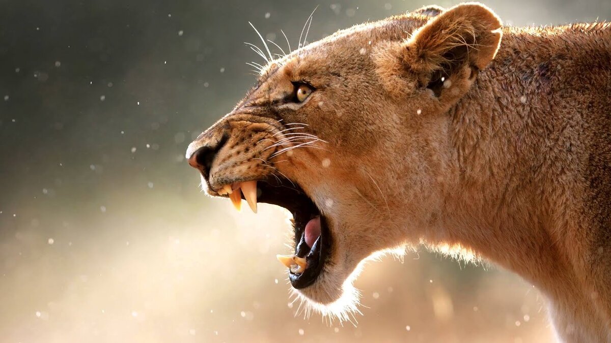 Взято на Яндекс-Картинках